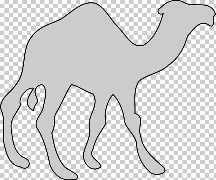 Dromedary Pack Animal Wildlife Mammal PNG, Clipart, Animal, Animal Figure, Arabian Camel, Area, Arm Free PNG Download