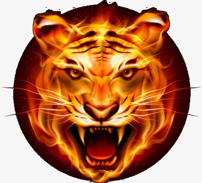 Tiger PNG, Clipart, Aggression, Anger, Animal, Animal Head, Animal Teeth Free PNG Download
