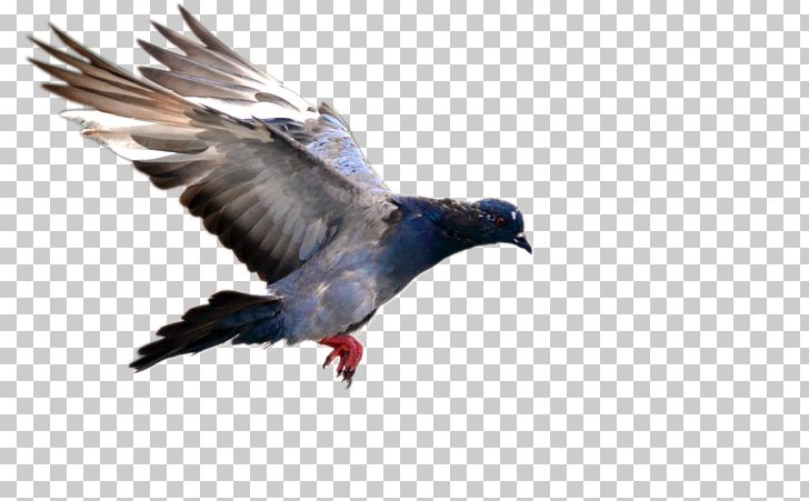 Bird Flight Domestic Pigeon Bird Flight Blue Pigeon PNG, Clipart, Animals, Beak, Biological, Bird, Bird Flight Free PNG Download