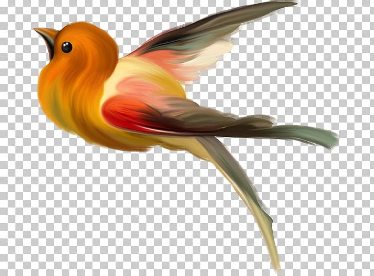 Bird Photography PNG, Clipart, Alive, Animals, Animation, Archive File, Beak Free PNG Download