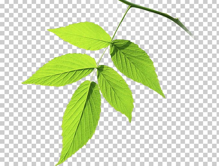 Leaf Branch Plant Stem Tree Herb PNG, Clipart, Branch, Branch Plant, Green Leaves, Herb, Herb Green Free PNG Download