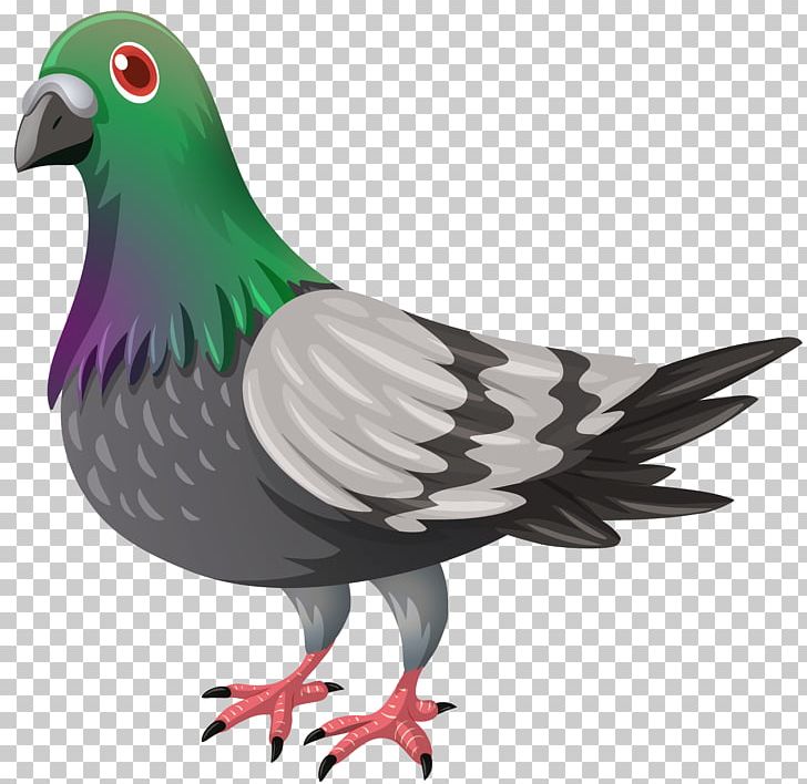 Columbidae Domestic Pigeon PNG, Clipart, Beak, Bird, Chicken, Columbidae, Domestic Pigeon Free PNG Download