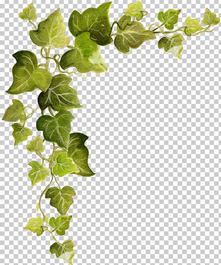Common Ivy Vine PNG, Clipart, Branch, Clip Art, Common Ivy, Desktop Wallpaper, Herb Free PNG Download