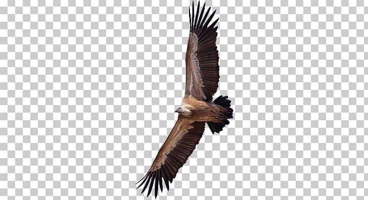 Turkey Vulture Egyptian Vulture Griffon Vulture PNG, Clipart, Accipitridae, Accipitriformes, Animals, Beak, Bird Free PNG Download