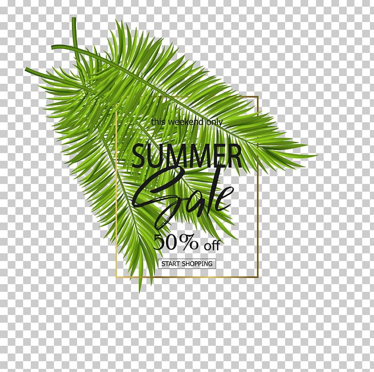 Arecaceae Leaf Poster PNG, Clipart, Arecaceae, Arecales, Big Picture, Coconut, Coconut Trees Free PNG Download