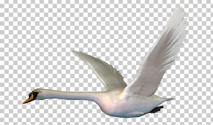 Bird Mute Swan Goose Duck PNG, Clipart, Animal, Beak, Bird, Birdies, Cygnini Free PNG Download