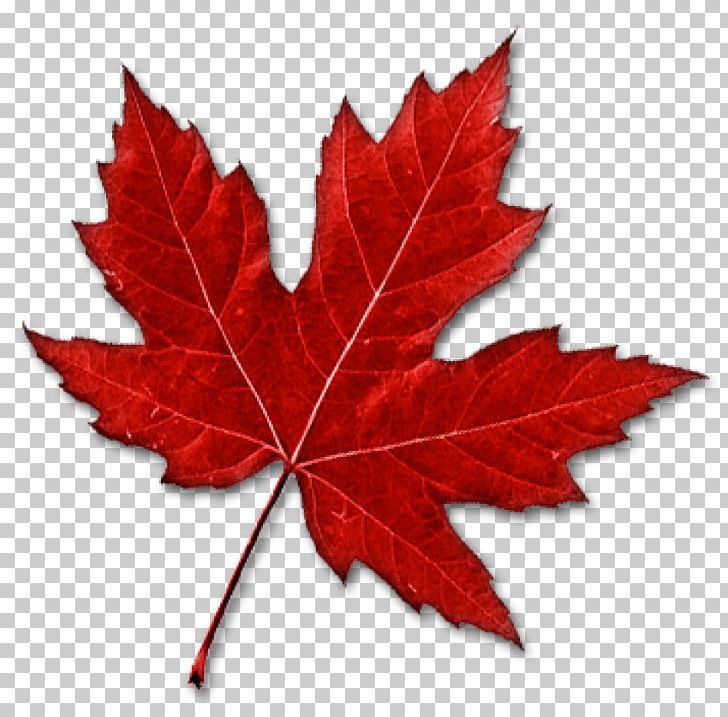 Canada Maple Leaf PNG, Clipart, Canada, Download, Flag Of Canada, Flowering Plant, Green Free PNG Download