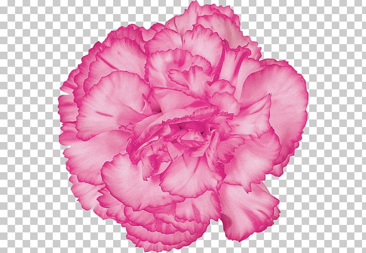 Carnation Cut Flowers Pink Flowers PNG, Clipart, Begonia, Carnation, Cut Flowers, Dianthus, Family Free PNG Download