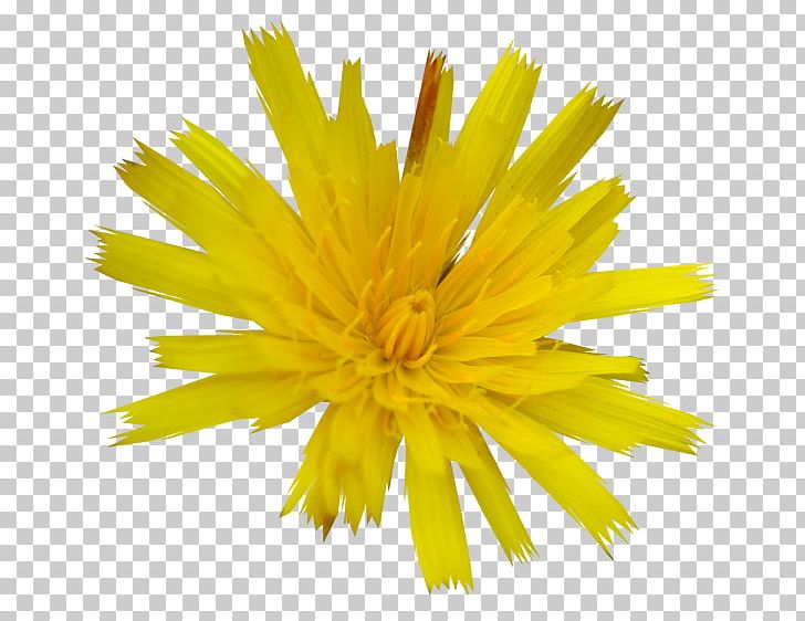Dandelion PNG, Clipart, Cicek Resimleri, Daisy Family, Dandelion, Flower, Flowering Plant Free PNG Download