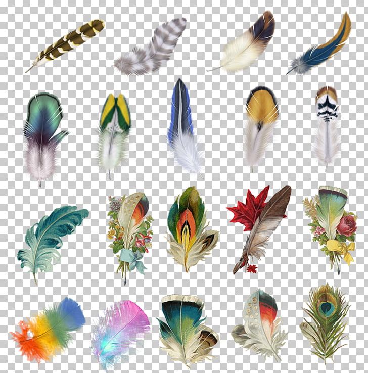 Feather Bird Euclidean Icon PNG, Clipart, Animals, Bird, Color, Colorful, Decoration Free PNG Download