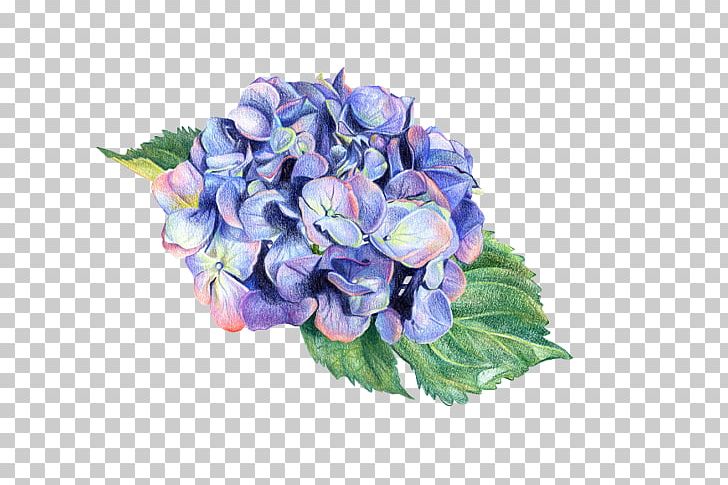 Hydrangea Botanical Illustration Botany Drawing PNG, Clipart, Artificial Flower, Blue, Botanica, Cornales, Cut Flowers Free PNG Download