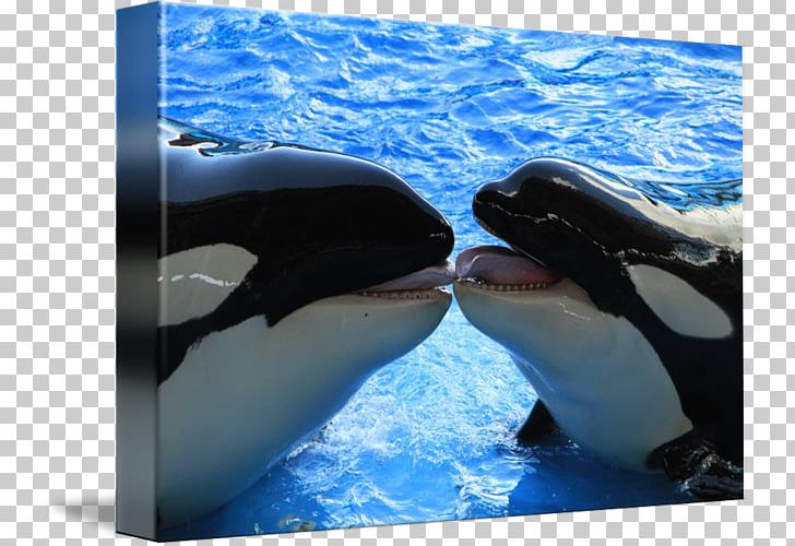 Killer Whale Wholphin Marine Biology Cetacea Water PNG, Clipart, Biology, Cetacea, Dolphin, Fin, Killer Whale Free PNG Download
