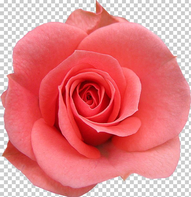 Garden Roses Centifolia Roses Rosaceae Floribunda Flower PNG, Clipart, Ayraclar, Centifolia Roses, China Rose, Chinese Cuisine, Cicek Free PNG Download