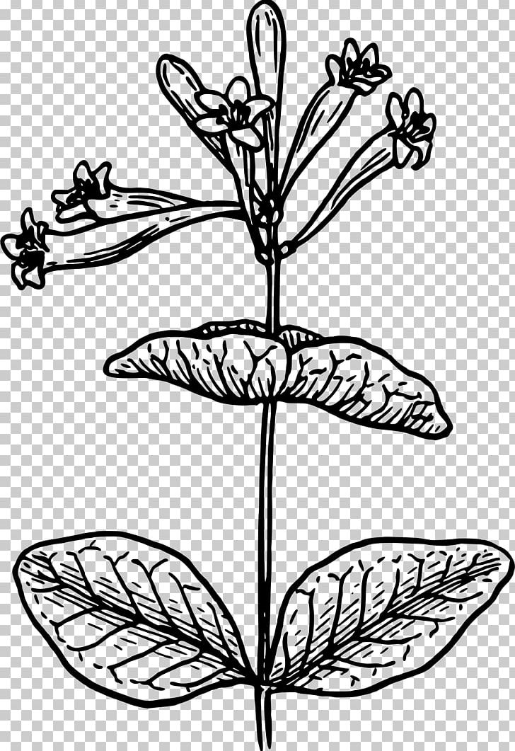 Honeysuckle Drawing Art PNG, Clipart, Art, Artwork, Black And White, Botanical Illustration, Branch Free PNG Download