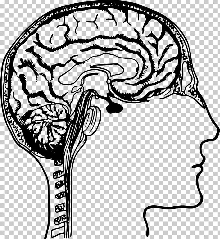 Human Brain Idea PNG, Clipart, Artwork, Black And White, Brain, Diagram, Drawing Free PNG Download
