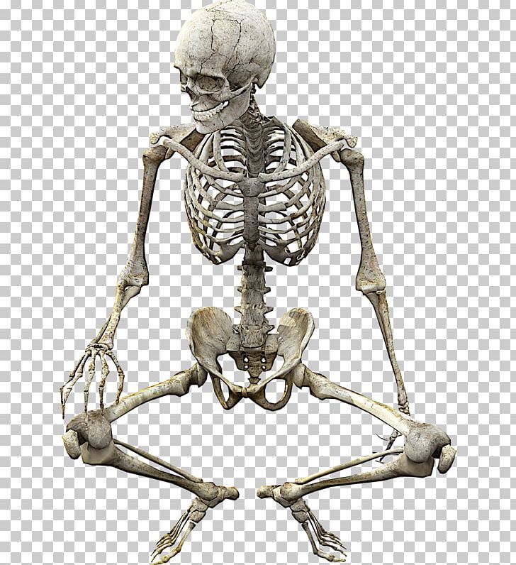 Vertebrate Human Skeleton Bone Anatomy PNG, Clipart, Anatomy, Bone, Bones, Exo Skeleton, Exoskeleton Free PNG Download