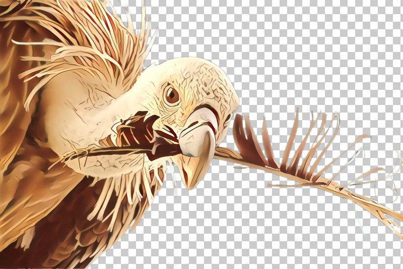 Feather PNG, Clipart, Andean Condor, Beak, Bird, Bird Of Prey, Feather Free PNG Download