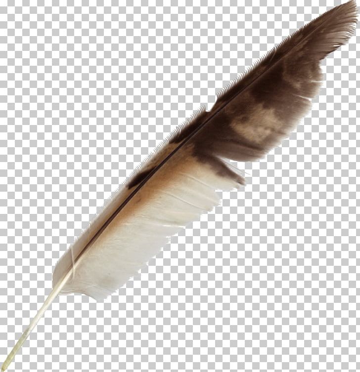 Feather Bird Quill Pen PNG, Clipart, Animals, Bird, Burette, Feather, Feathered Hair Free PNG Download
