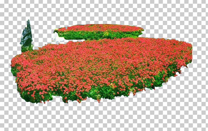 Flower Plant Computer File PNG, Clipart, Annual Plant, Bed, Bright, Chrysanths, Division Free PNG Download
