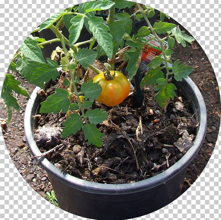 Herb Soil Flowerpot PNG, Clipart, Flowerpot, Herb, Plant, Soil Free PNG Download