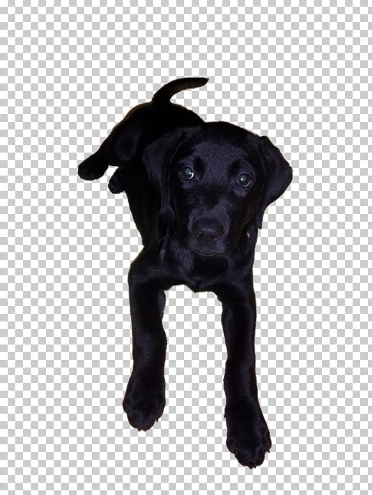Labrador Retriever Flat-Coated Retriever Patterdale Terrier Puppy Dog Breed PNG, Clipart, Animal, Animals, Borador, Breed, Carnivoran Free PNG Download