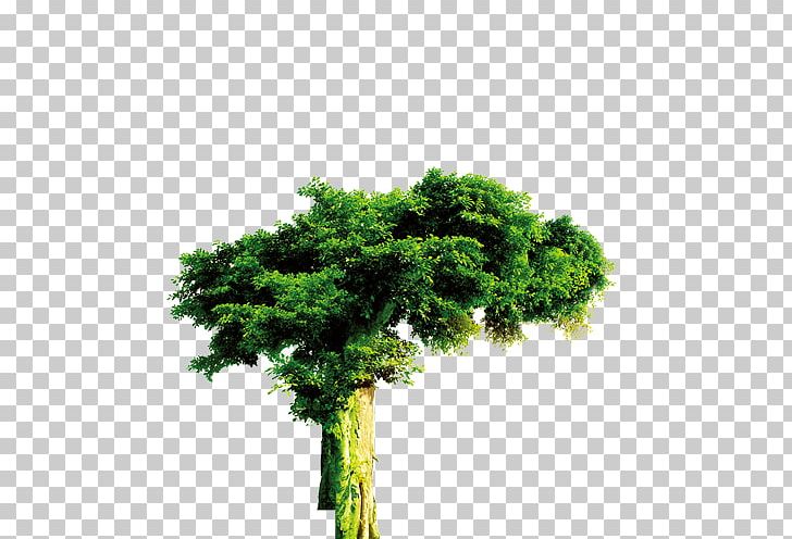 Tree Forest Evergreen PNG, Clipart, Autumn Tree, Branch, Broadleaved Tree, Christmas Tree, Cupressus Free PNG Download