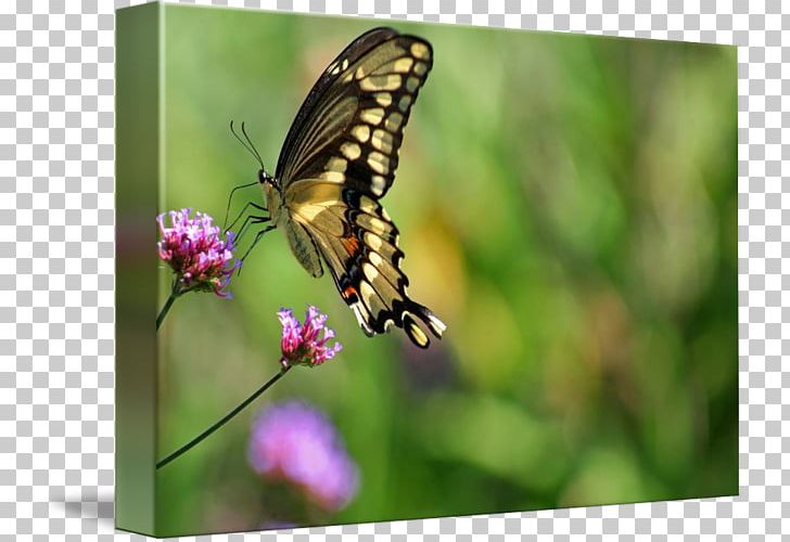 Monarch Butterfly Pieridae Lycaenidae Moth PNG, Clipart, Art, Brush Footed Butterfly, Canvas, Glossy Butterflys, Insect Free PNG Download