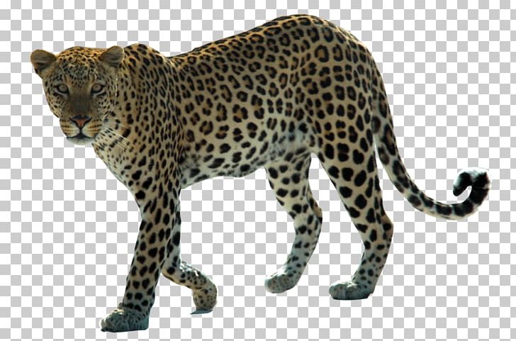 Snow Leopard Arabian Leopard African Leopard Felidae PNG, Clipart, Amur Leopard, Animals, Arabian Oryx, Arabian Peninsula, Big Cats Free PNG Download