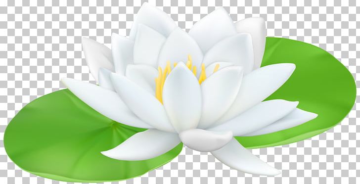 Water Lilies Sacred Lotus Lily PNG, Clipart, Aquatic Plant, Aquatic Plants, Arumlily, Clipart, Easter Lily Free PNG Download