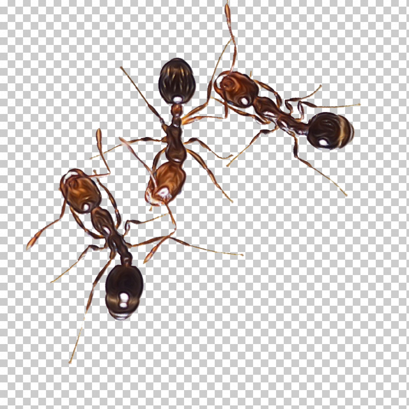 Insect Ant Pest Carpenter Ant Membrane-winged Insect PNG, Clipart, Ant, Carpenter Ant, Eumenidae, Insect, Membranewinged Insect Free PNG Download