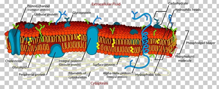 Cell Membrane Biological Membrane Lipid Bilayer PNG, Clipart, Artificial Cell, Biological Membrane, Biology, Cell, Cell Adhesion Free PNG Download