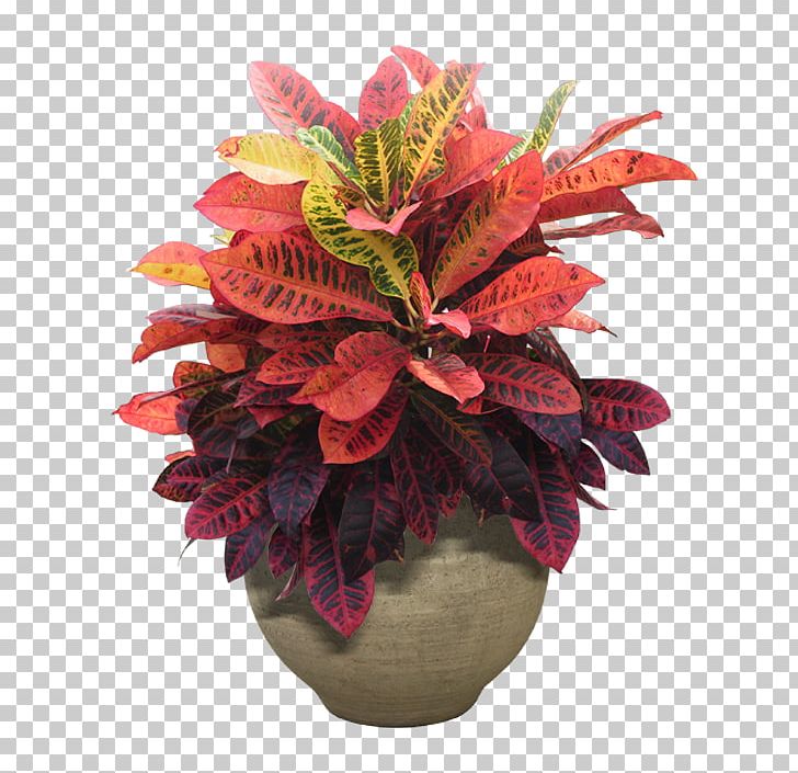 potted plants and flowers png