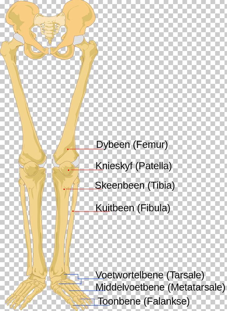 Human Skeleton Human Body Anatomy Bone PNG, Clipart, Anatomy, Arm, Bone, Bone Marrow, Edema Free PNG Download