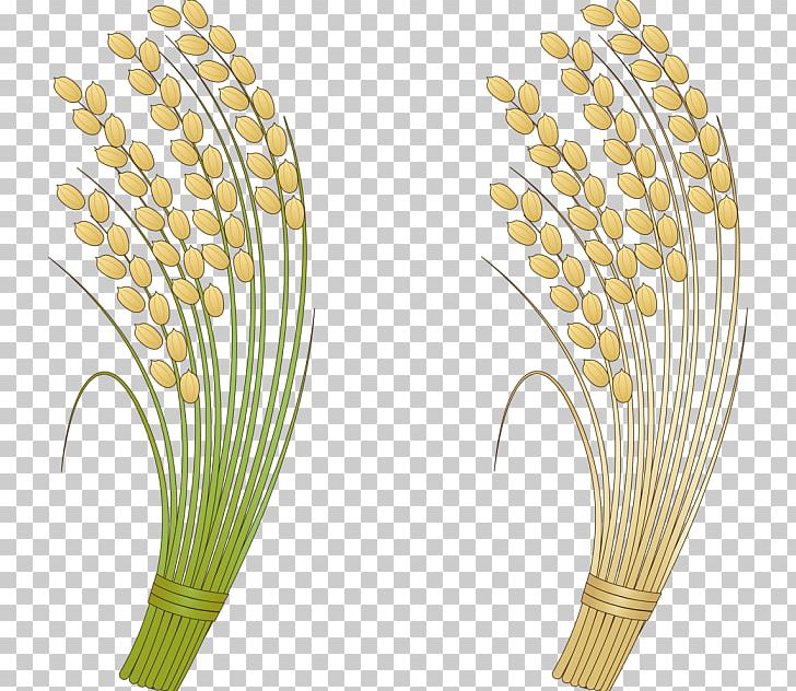Grasses Rice PNG, Clipart, Agriculture, Body Jewelry, Commodity, Food Drinks, Grass Free PNG Download