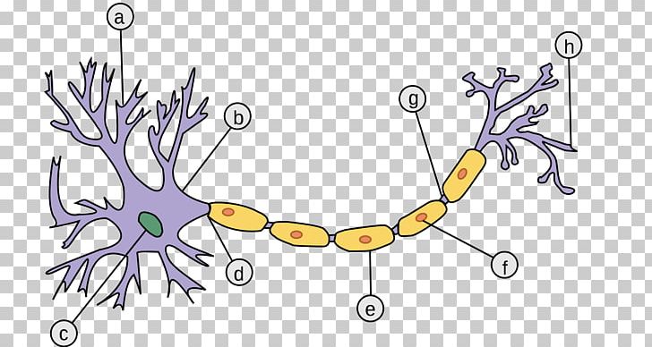 Sensory Neuron Axon Pseudounipolar Neuron Myelin PNG, Clipart, Angle, Area, Art, Artwork, Axon Free PNG Download