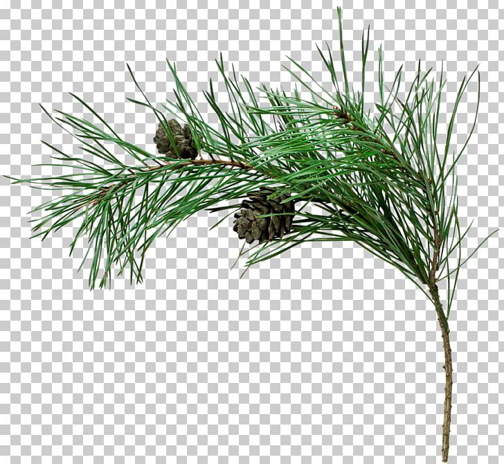 Spruce Stone Pine Fir Tree Conifer Cone PNG, Clipart, Branch, Casuarina, Christmas Postcard, Conifer, Conifer Cone Free PNG Download