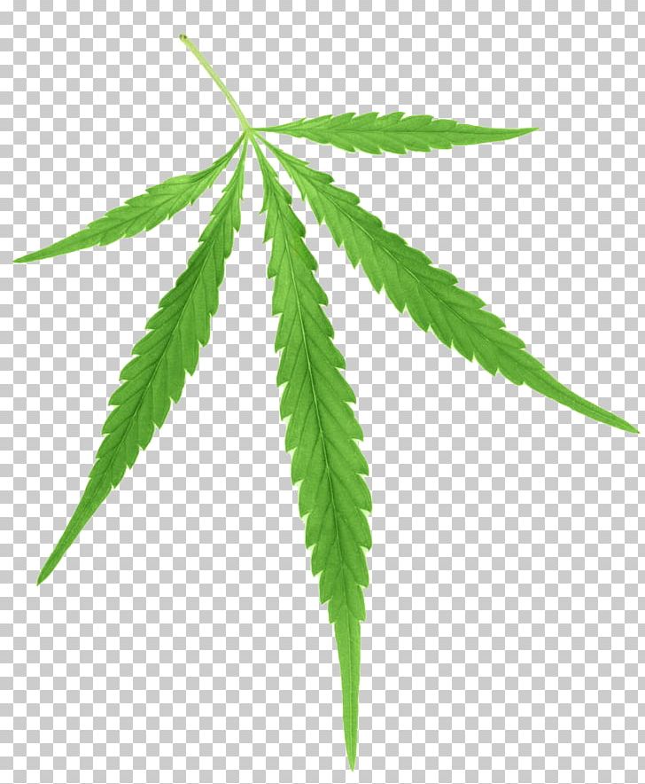 Cannabis Sativa Marijuana Cannabis Ruderalis Hemp PNG, Clipart, Anesthesia, Autumn Leaves, Cannabinoid, Cannabis Green Leaves, Cannabis Leaves Free PNG Download
