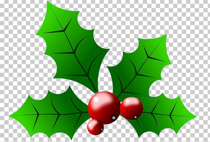 Common Holly Christmas PNG, Clipart, Aquifoliaceae, Aquifoliales, Branch, Christmas, Christmas Holly Graphics Free PNG Download