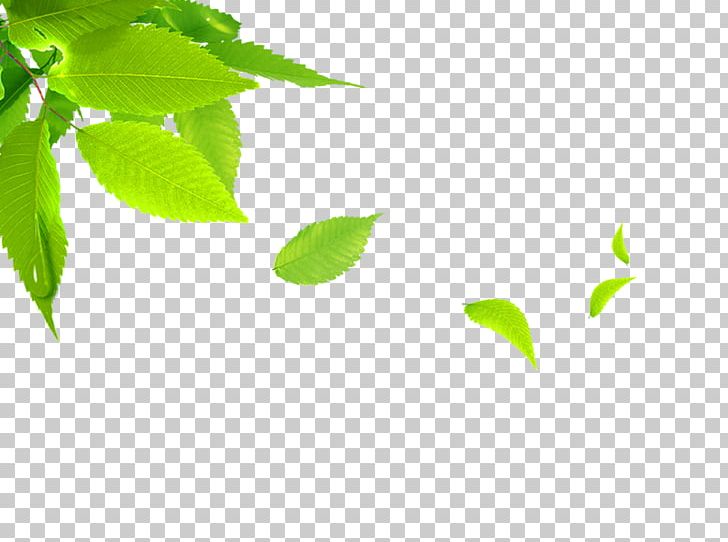 Leaf PNG, Clipart, Autum, Banana Leaves, Computer Wallpaper, Download, Euclidean Vector Free PNG Download