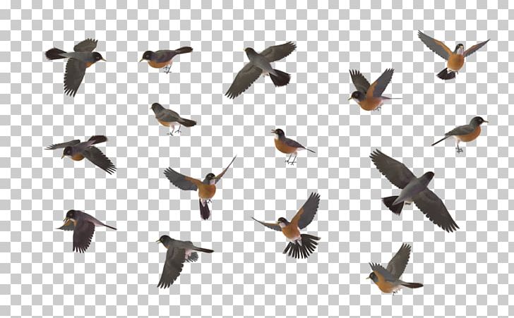 Bird Chestnut-backed Chickadee American Robin PNG, Clipart, American Robin, Beak, Bird, Bird Flight, Bird Nest Free PNG Download