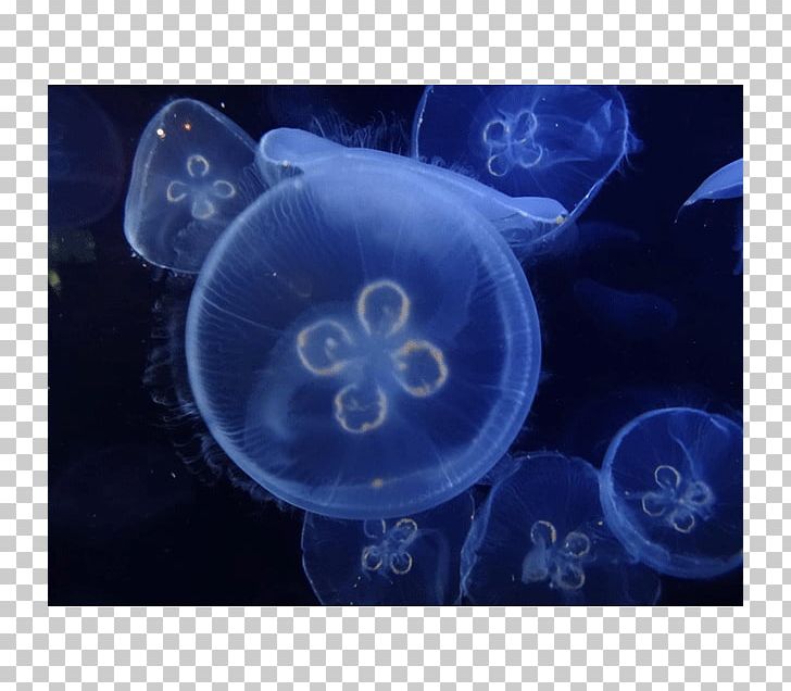 Jellyfish Marine Biology Cnidaria PNG, Clipart, Biology, Blue, Cnidaria, Cobalt Blue, Invertebrate Free PNG Download