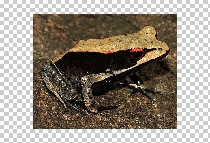 American Bullfrog True Frog Toad Terrestrial Animal PNG, Clipart, American Bullfrog, Amphibian, Animal, Bullfrog, Fauna Free PNG Download