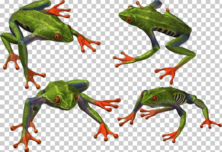 Toad True Frog Tree Frog Edible Frog PNG, Clipart, American Bullfrog, American Green Tree Frog, Amphibian, Animal, Animal Figure Free PNG Download