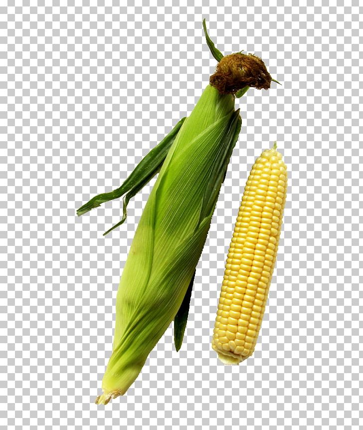 Corn On The Cob Cereal Grauds Maize PNG, Clipart, Cartoon Corn, Cereal, Commodity, Corn, Corn Cartoon Free PNG Download