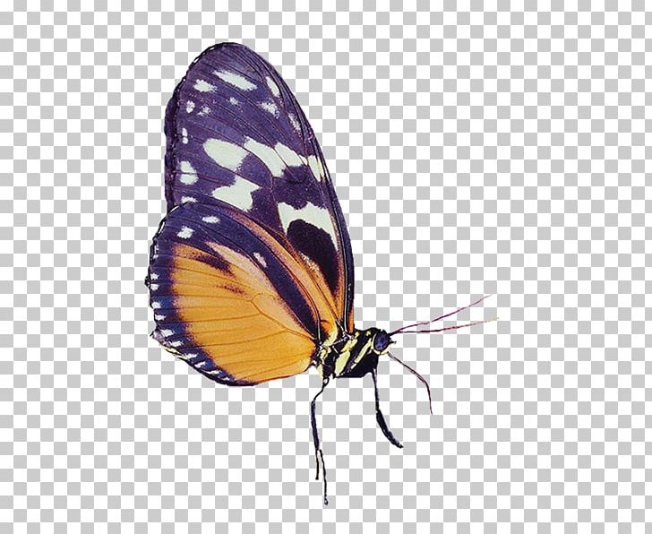 Monarch Butterfly Pieridae PNG, Clipart, Animal, Arthropod, Brush Footed Butterfly, Butterflies And Moths, Butterfly Free PNG Download