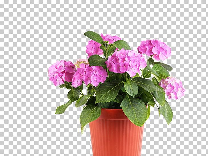Nursery Flowerpot Garden Plant PNG, Clipart, Annual Plant, Artificial Flower, Busy Lizzie, Cornales, Cut Flowers Free PNG Download