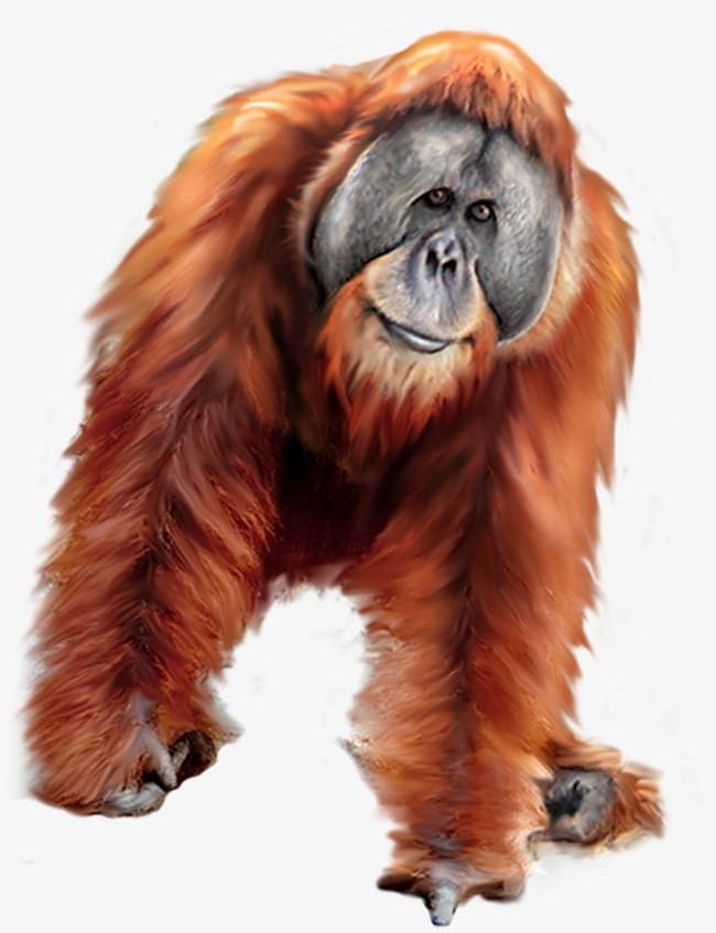 Orangutan PNG, Clipart, Animal, Animals, Animals Element, Element, Orangutan Free PNG Download