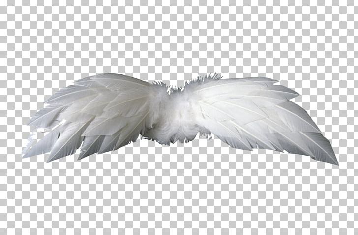 Bird Wing Feather PNG, Clipart, Angel, Animals, Asas, Beak, Bird Free PNG Download