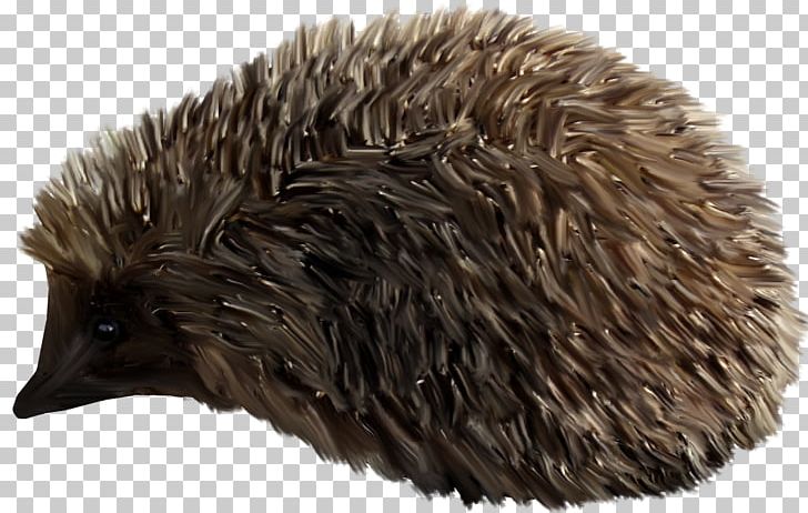 Domesticated Hedgehog PNG, Clipart, Animal, Animals, Blog, Brow, Brown Free PNG Download