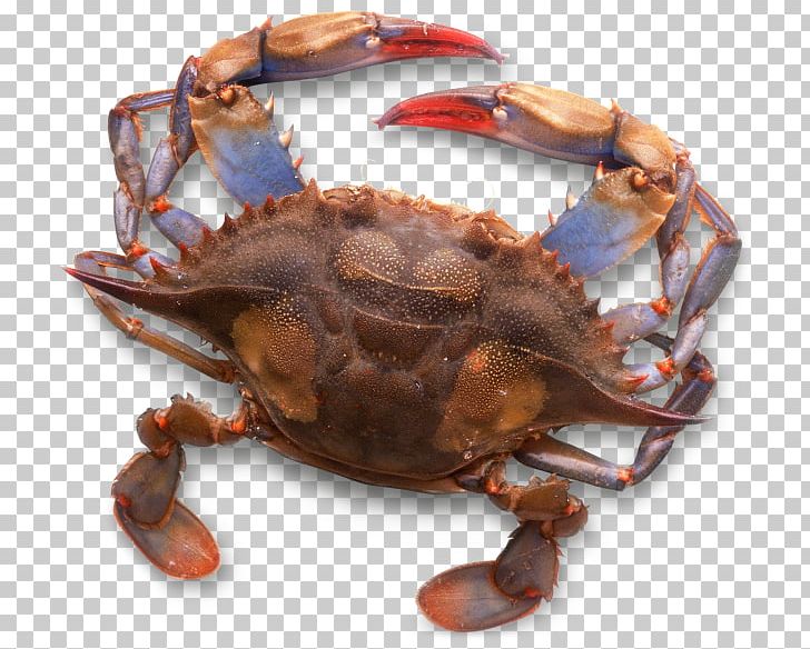 Dungeness Crab Chesapeake Blue Crab Freshwater Crab Exoskeleton PNG, Clipart, Animal, Animals, Animal Source Foods, Crab, Crab Meat Free PNG Download